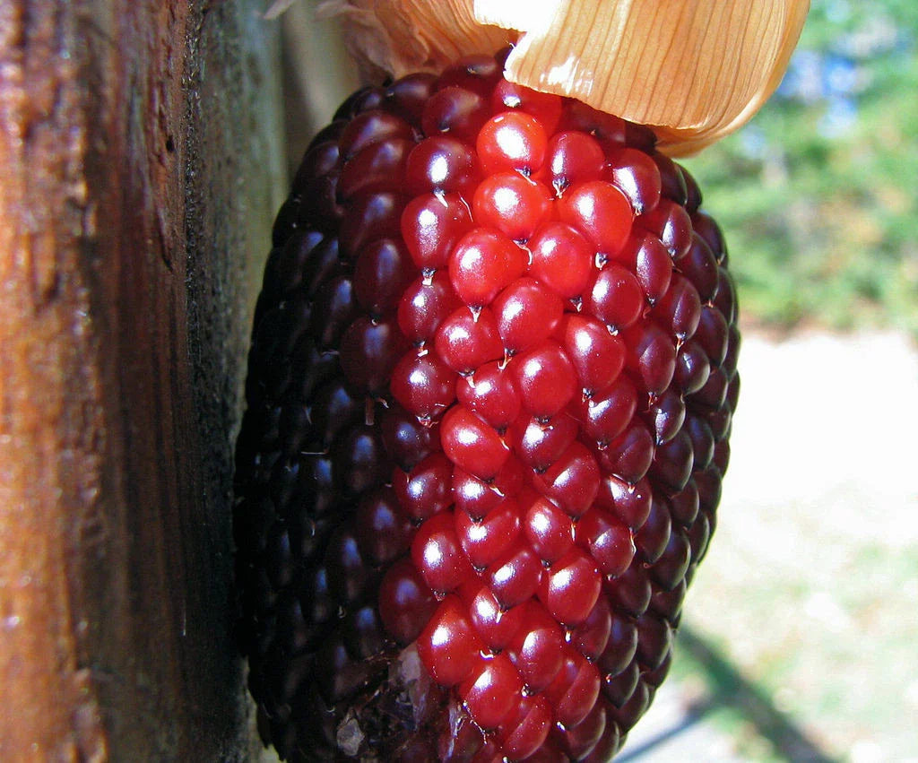 35 Seeds Strawberry Popcorn Corn - Zea mays Everta - Heirloom Gourmet Variety, Non-GMO, Free Shipping on 15+ Items