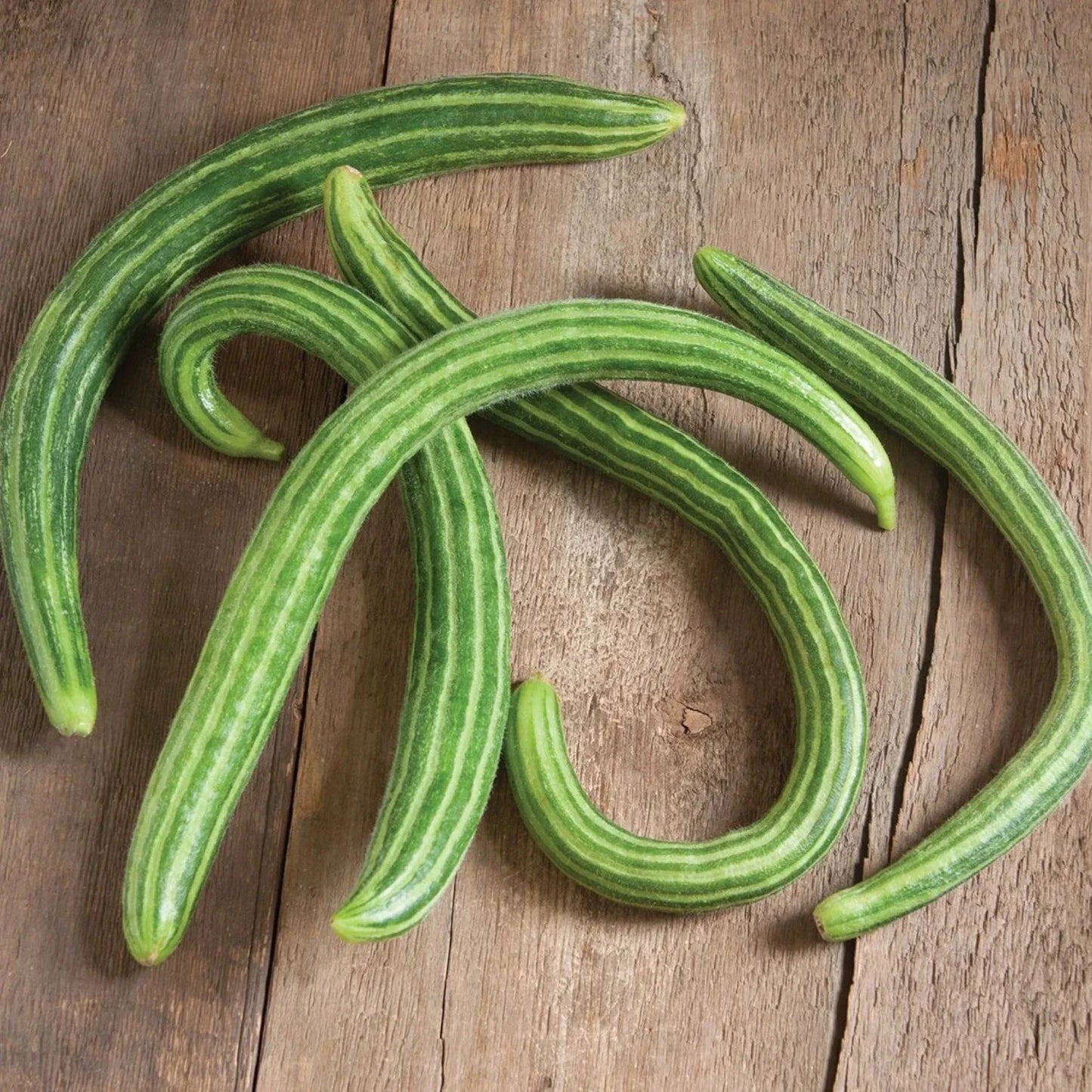 Organic Heirloom Painted Serpent Cucumber Seeds - 25+ Rare Seeds (Cucumis sativus)
