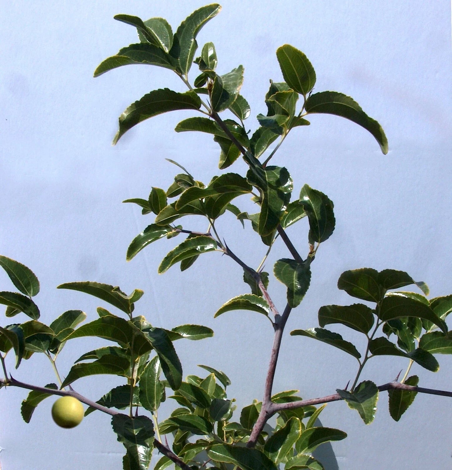 Sugar Cane Jujube Tree Cutting 8" Thin Graft Scion (No Root) - Ziziphus jujuba, Variety T606A