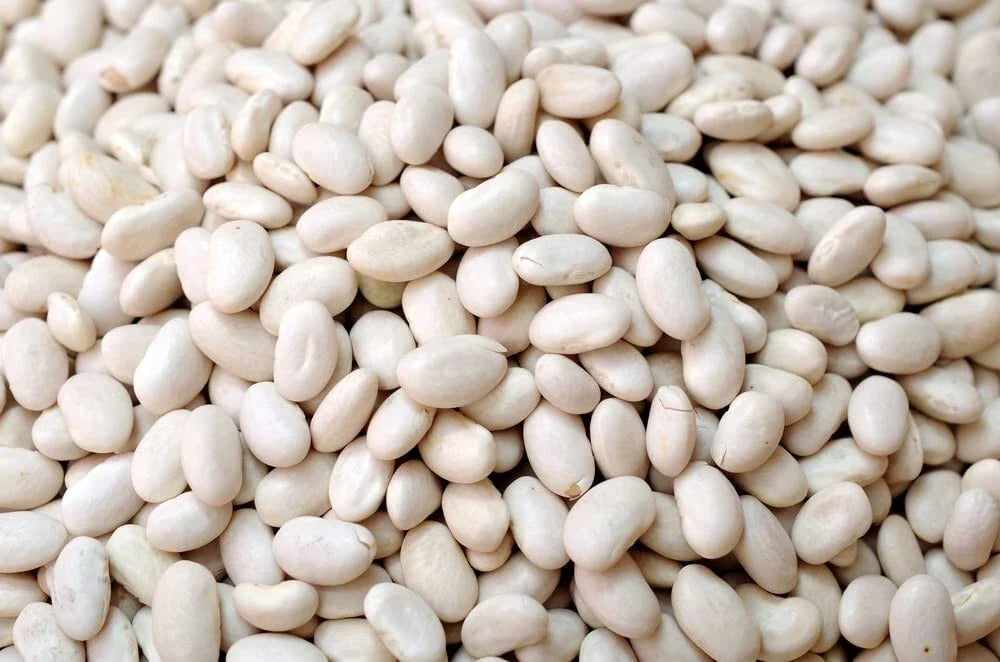 Navy Bean Seeds - 50 Count for Planting - White Kidney Variety - Phaseolus vulgaris