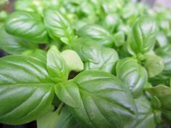 Sweet Genovese Basil Seeds, Heirloom Non-GMO, 100 Seeds, Culinary Herb, Spice, Ocimum basilicum