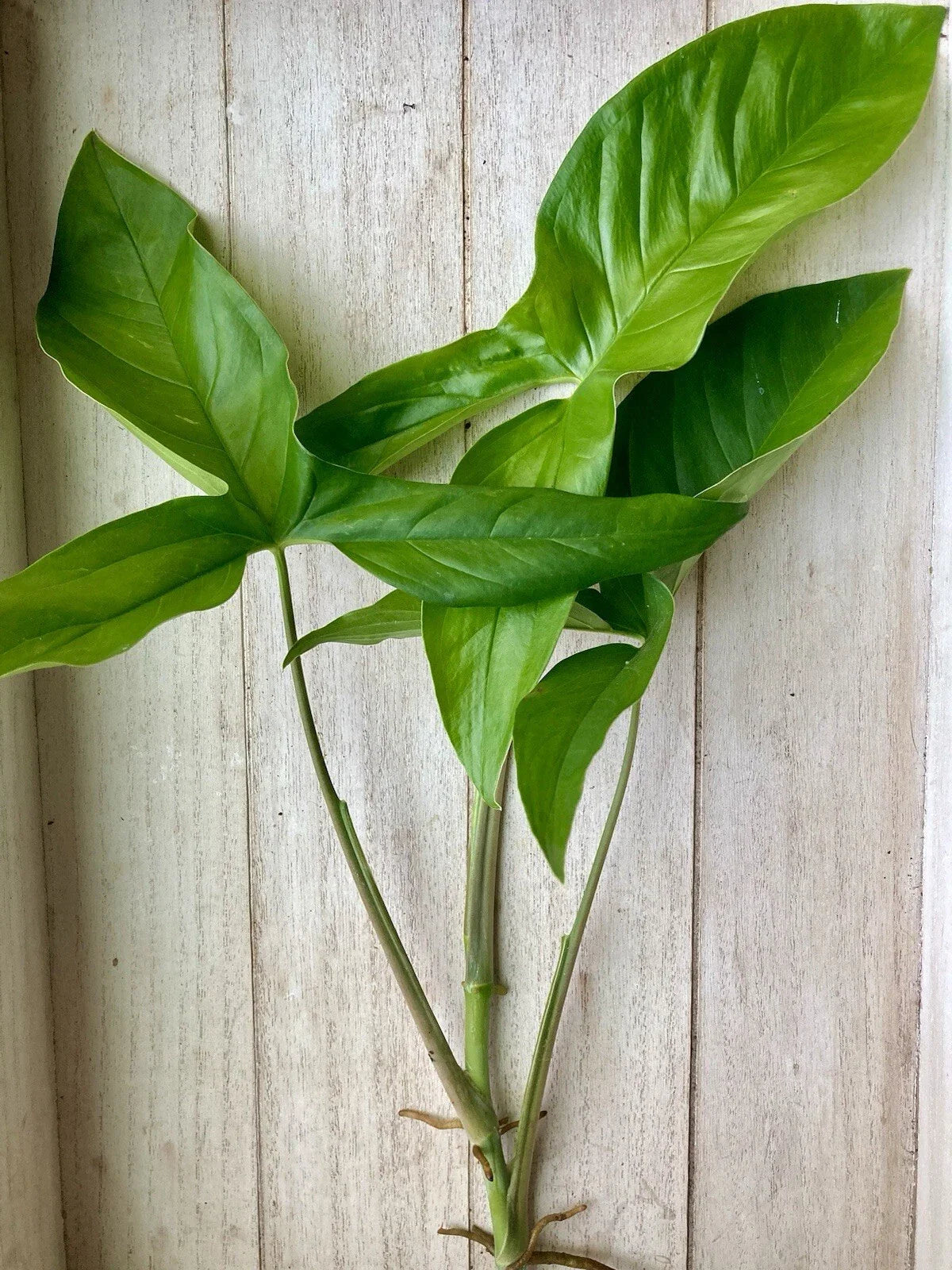 20 Rooted Plant Cuttings - Arrowhead Vines - Syngonium Podophyllum - Indoor Houseplant Cuttings for Easy Propagation