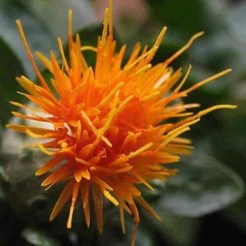 Safflower Seeds 300 ct Yellow Orange Flower Carthamus Tinctorius Planting Seeds