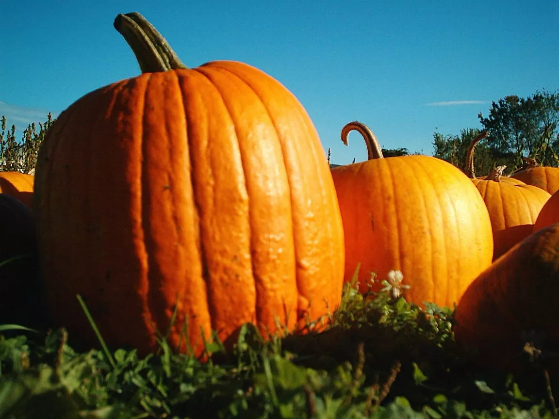 Big Max Pumpkin Seeds - 7 Seeds - Large Fruit 100 lbs x 20 in - Cucurbita maxima