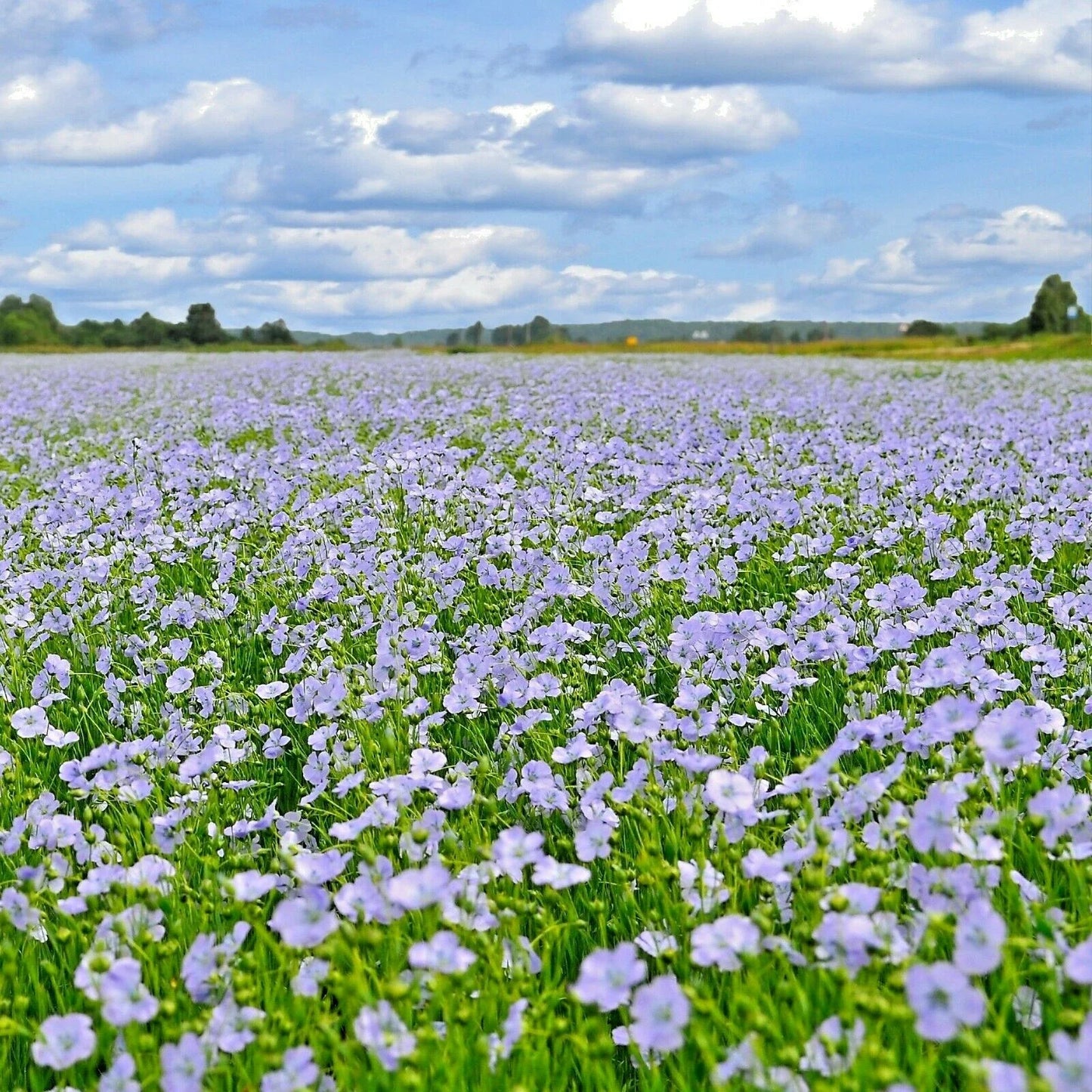 Blue Flax Seed - 1001+ Seeds - Native Wildflower Perennial - Cold & Drought Tolerant for Summer Garden - Linum lewisii