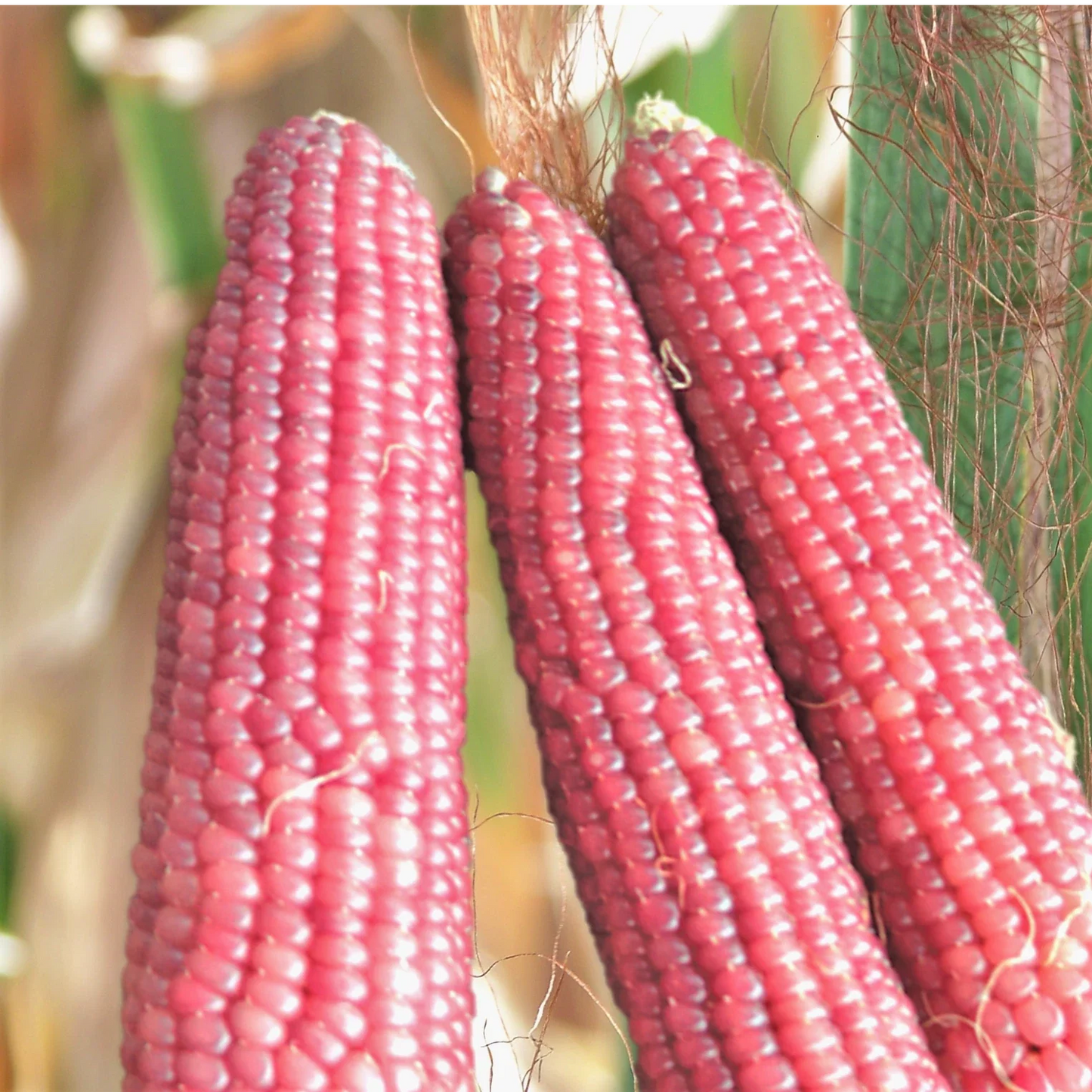 Pink Glass Gem Corn Seeds - Neon Early Pink Pearl Popcorn - Zea mays Everta