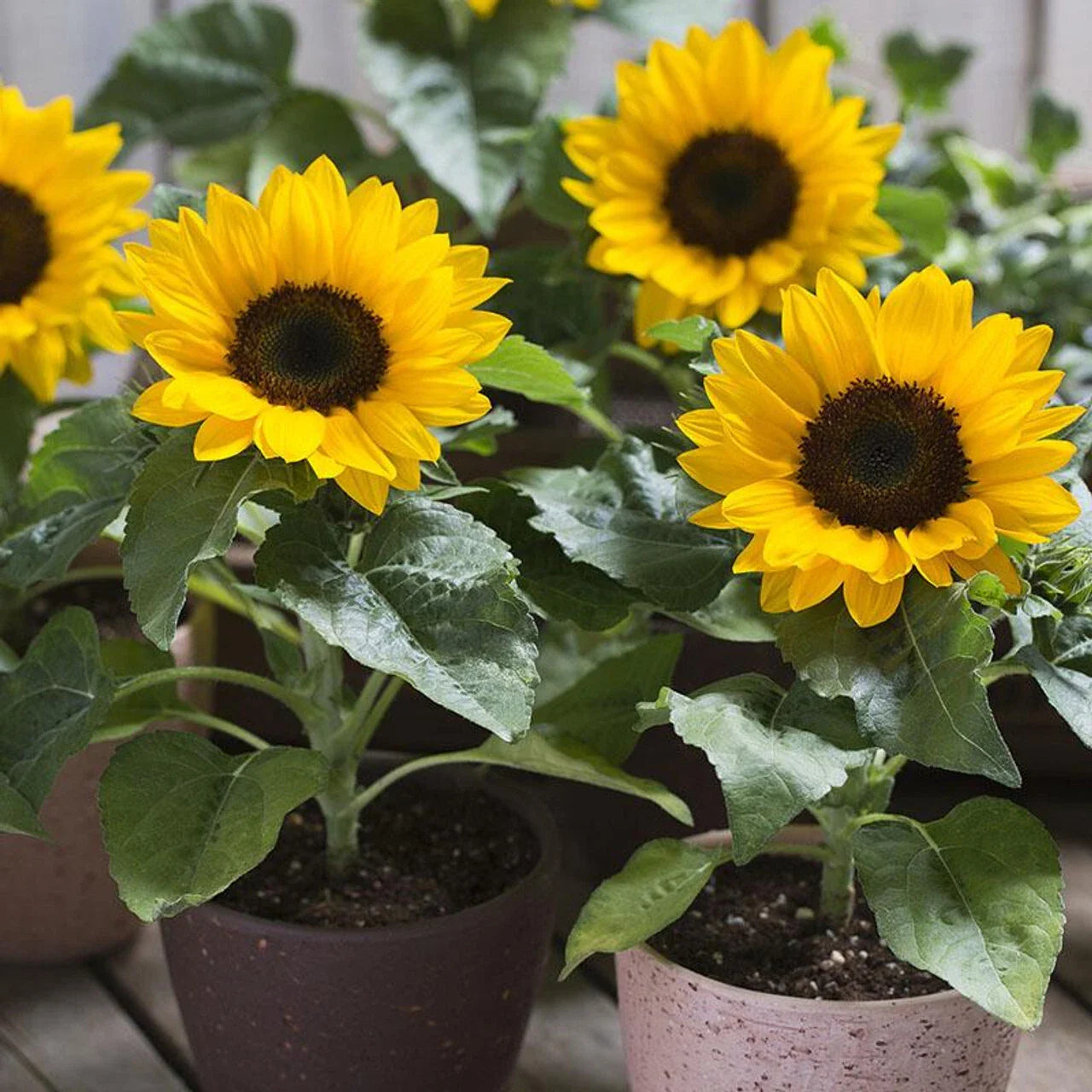 Dwarf Sunspot Sunflower Seeds - Compact, NON-GMO, Helianthus annuus, Free Shipping