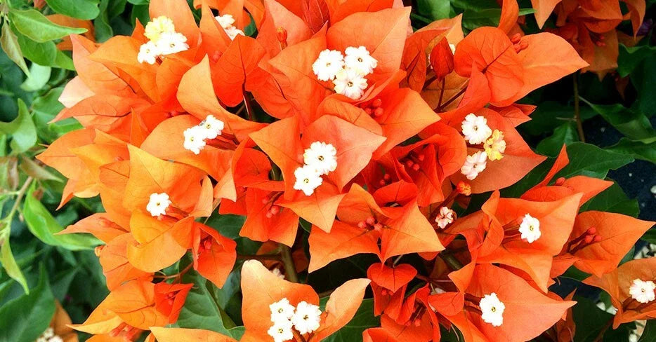 Fire Opal Bougainvillea Starter Plant - Well Rooted Bare Root Plug - Bougainvillea Spectabilis