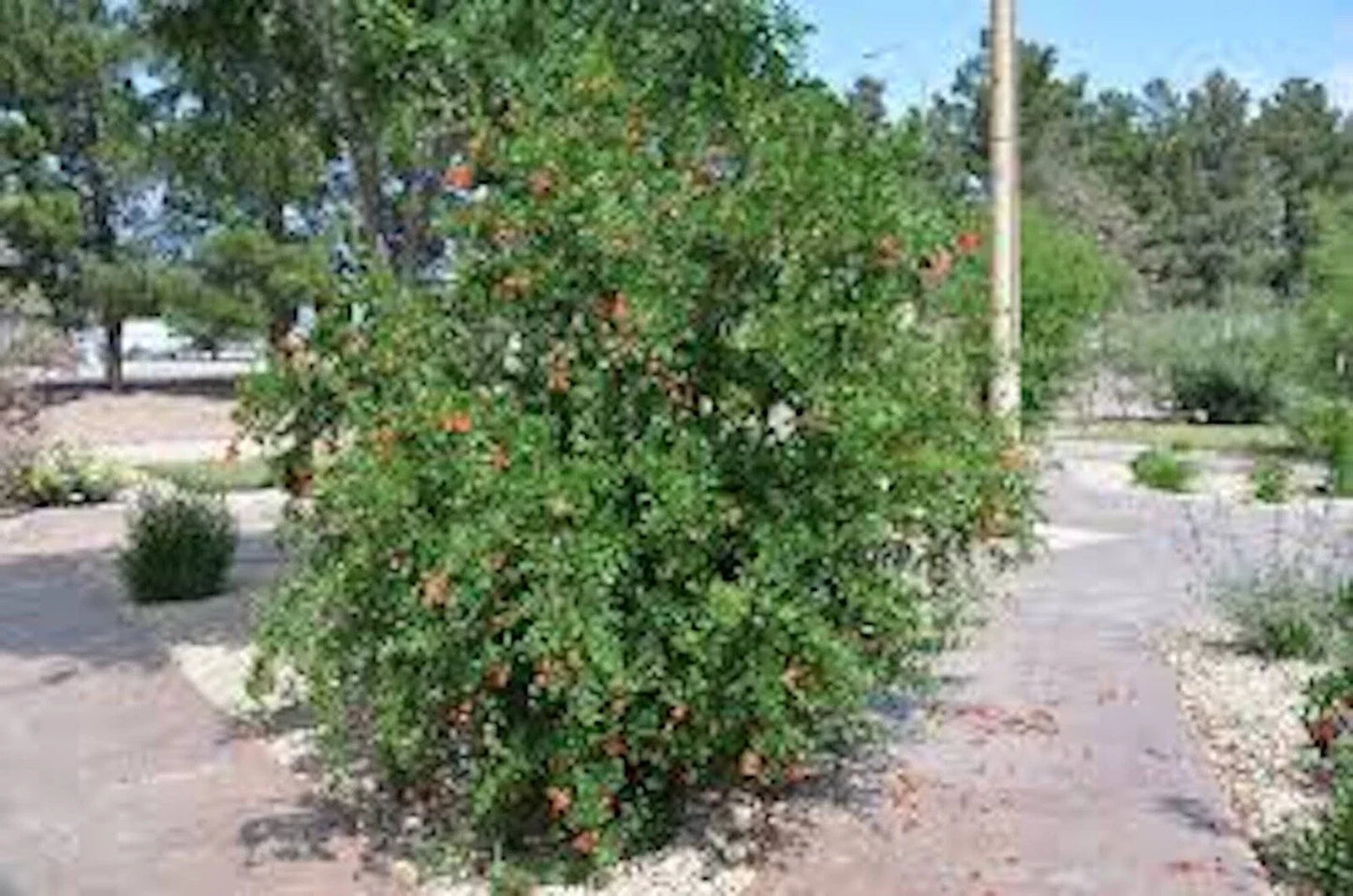 Pomegranate Tree Starter Plant - 5" Edible 'Wonderful' Punica granatum - Fruit-Bearing, Deciduous Shrub, Zones 7-11
