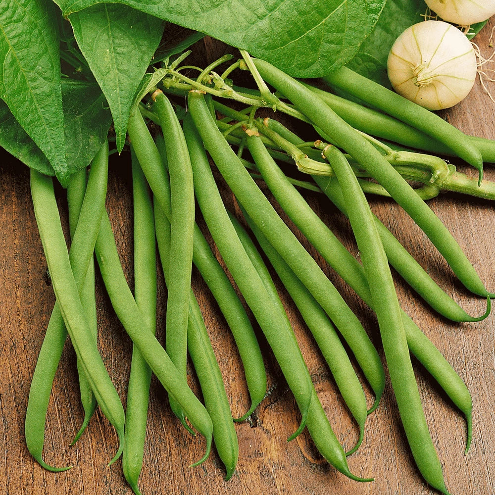Bulk Green Bean Seeds | Non-GMO Heirloom Vegetable Seeds | Phaseolus vulgaris | 2025 Harvest