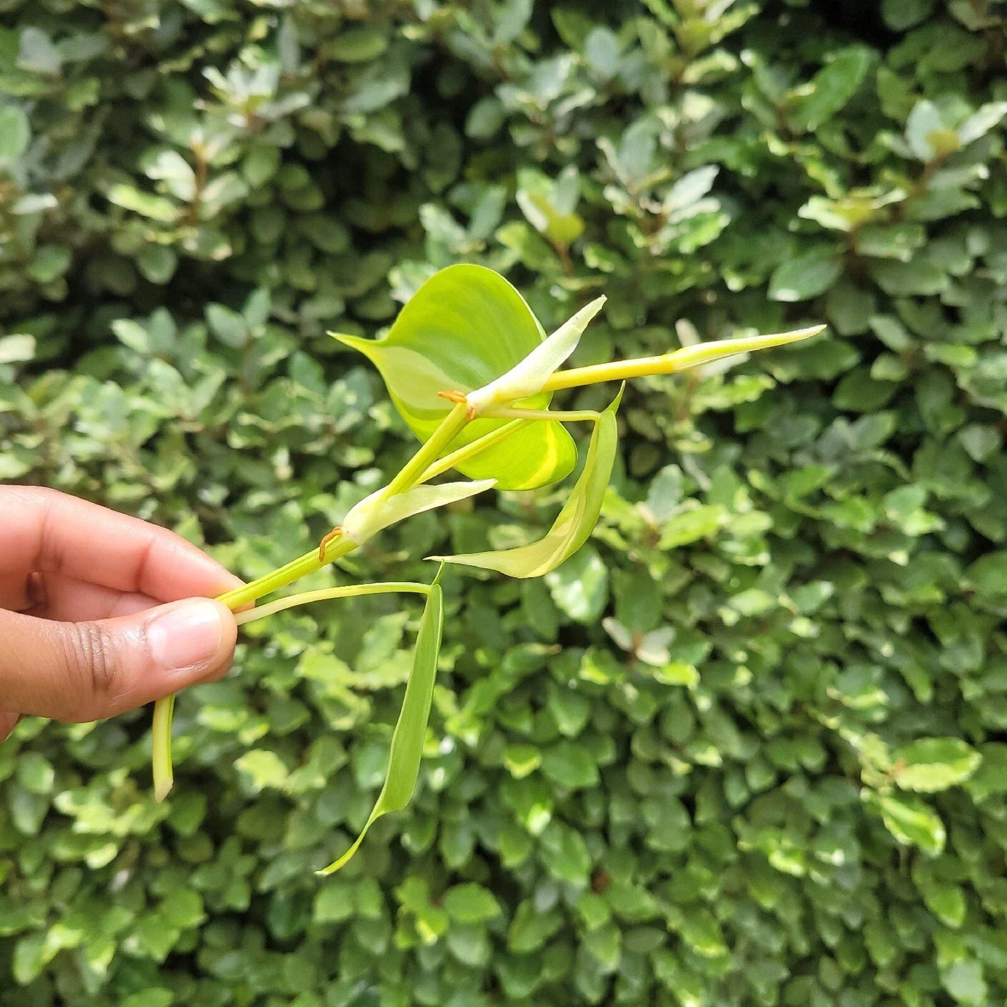 Philodendron Brasil Rooted Cutting โ Live Easy-Care Houseplant | Variegated Heartleaf Philodendron | Indoor Natural Decor Plant