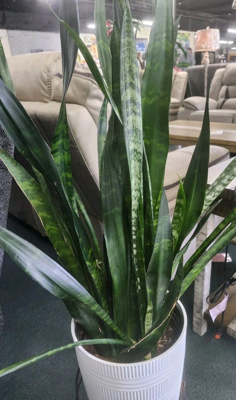 Sansevieria Snake Plant Starter Leaf Cuttings - 4 Pack - Indoor Houseplant - Easy Care Succulent