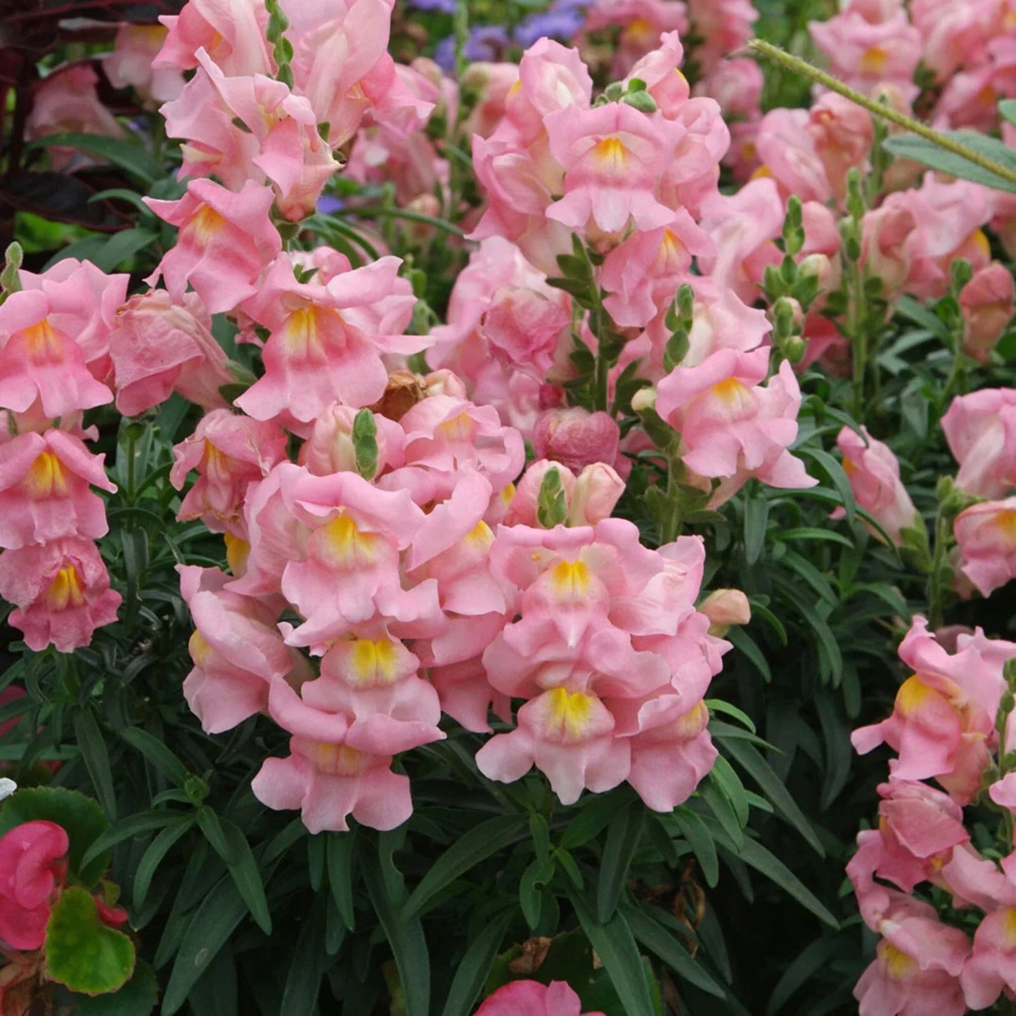 Appleblossom Snapdragon Seeds | Heirloom Non-GMO | Antirrhinum majus | Flower Seeds for Garden