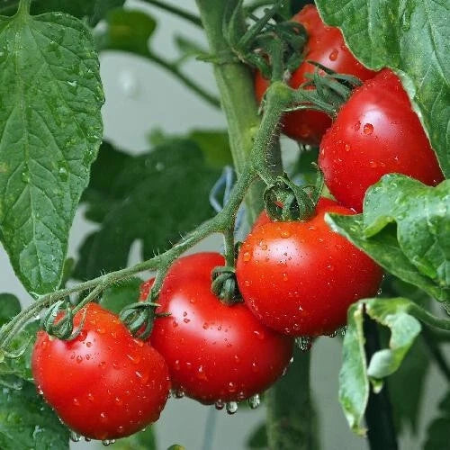 Ace 55 Tomato Seeds - 30+ Heirloom, Non-GMO, Fresh - Solanum lycopersicum
