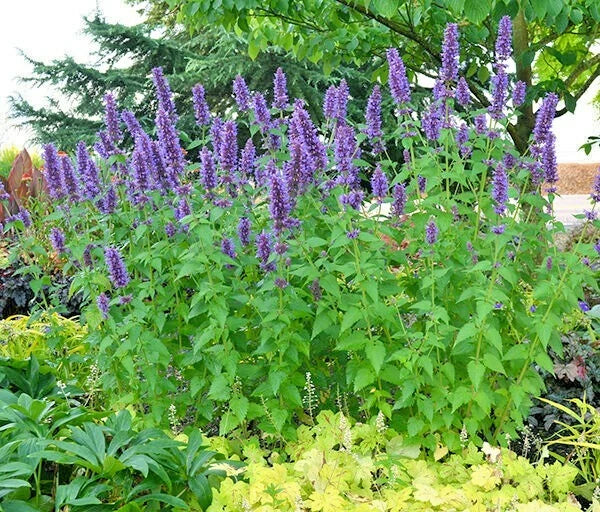 Purple Giant Hyssop Seeds - 100+ Drought Tolerant Native Wildflower for Pollinators - Agastache scrophulariifolia