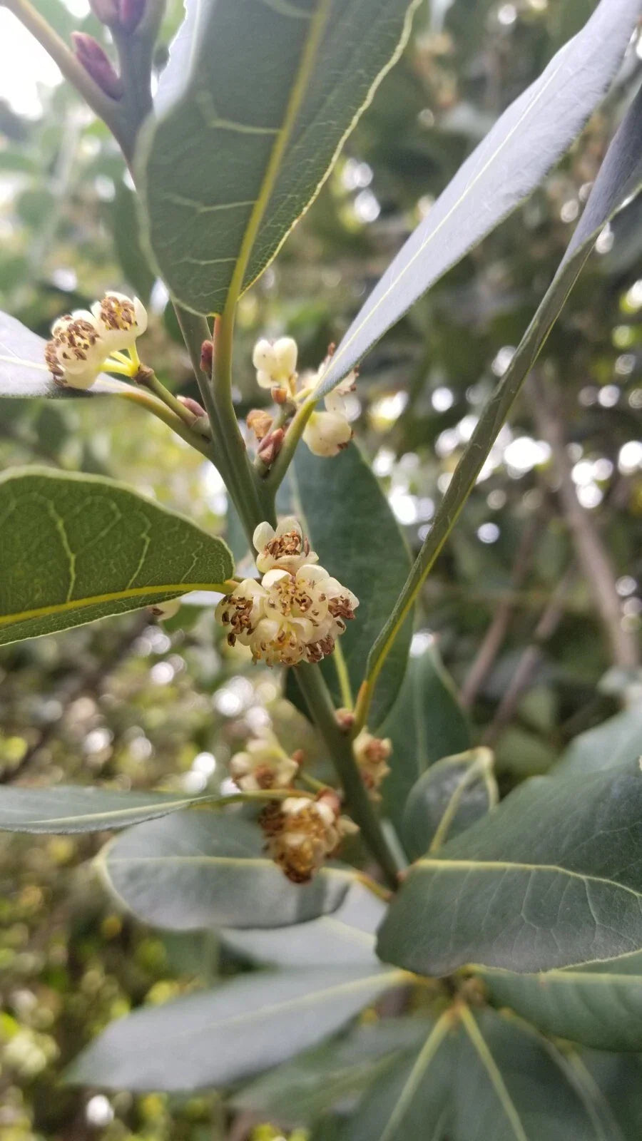 Bay Laurel Tree Cuttings - 5 Stem Cuttings for Propagation - Culinary Plant - Bay Leaf (Laurus nobilis)