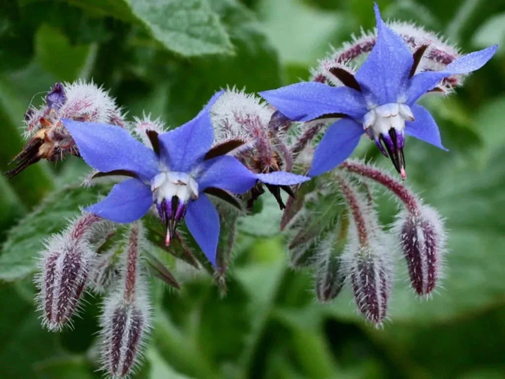 Borage Herb Seeds 200+ Pack - Heirloom NON GMO Pest Repellent - Fresh Organic Seeds (Borago officinalis)