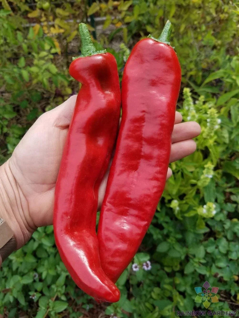 Guajillo Chile Hot Pepper Seeds - 25+ Pack for Garden Planting - Capsicum annuum - USA Grown