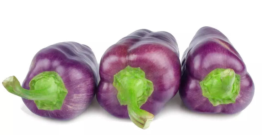 Purple Pepper Seeds - 100+ Seeds - Versatile Capsicum annuum for Eating and Seasoning
