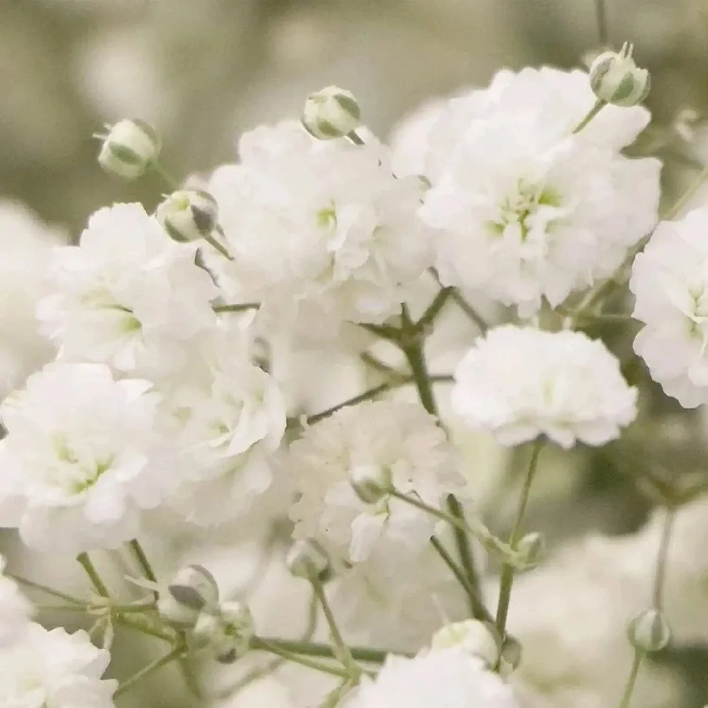 Baby's Breath Seeds - 5,000 Count - Easy to Grow Annual Flowers - Gypsophila elegans