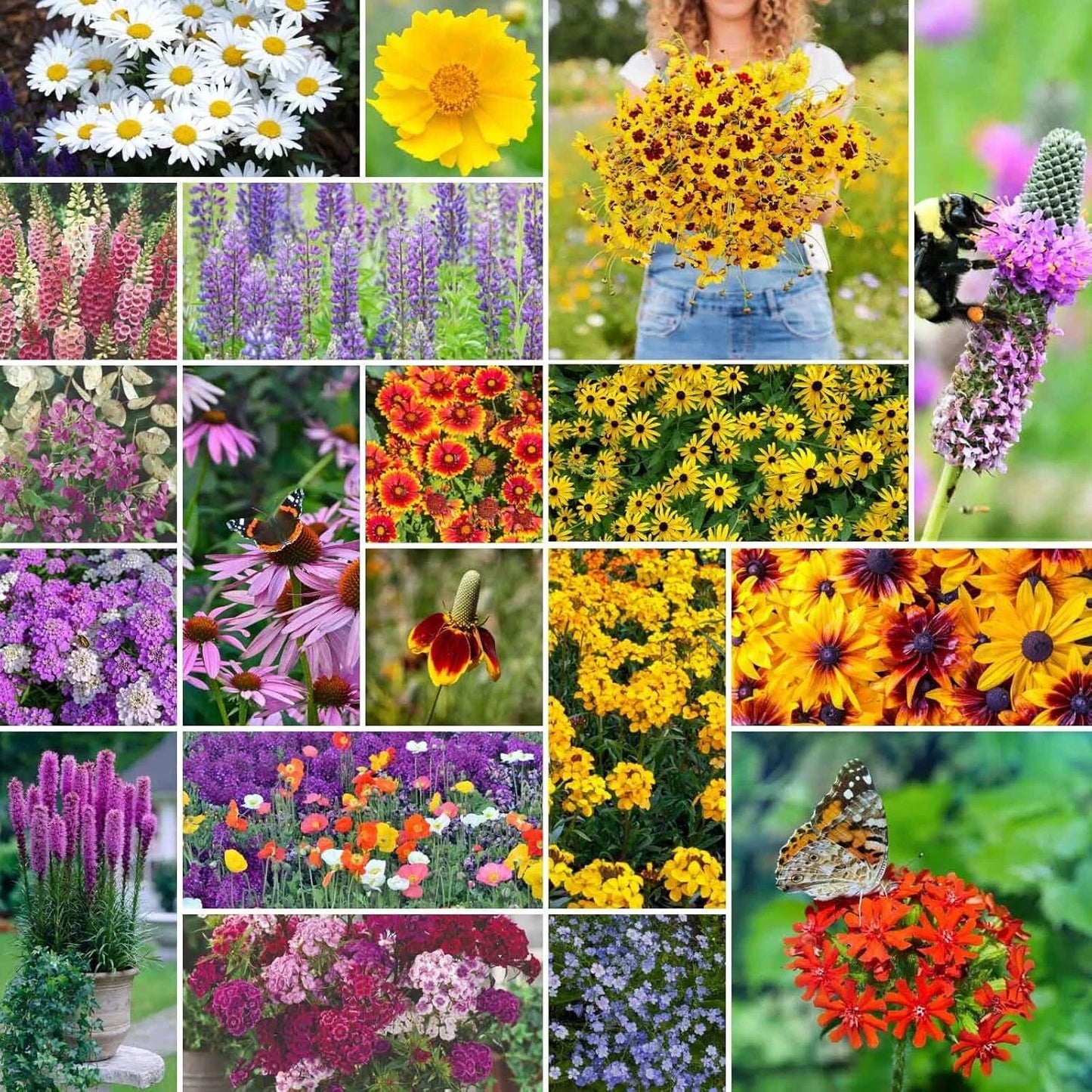 All Perennial Wildflower Mixed Seeds 1/4 lb, 120,000+ Seeds, Native Wildflower Blend, Ideal for Pollinators