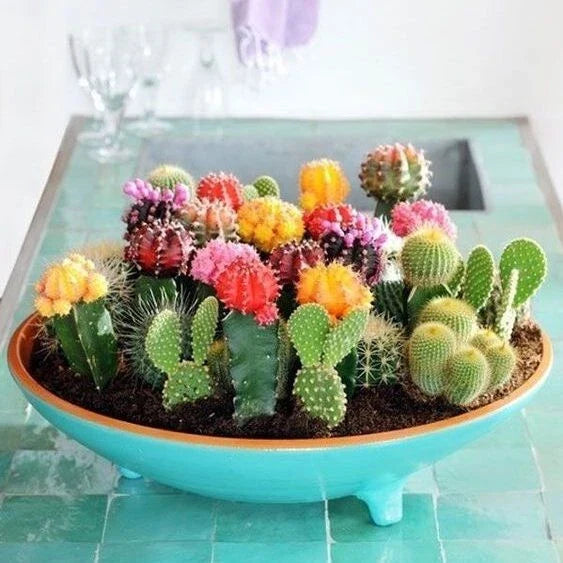 Mixed Variety Cactus Seeds, 100pcs Pack, Succulent Seeds for Planting, Cactaceae Family