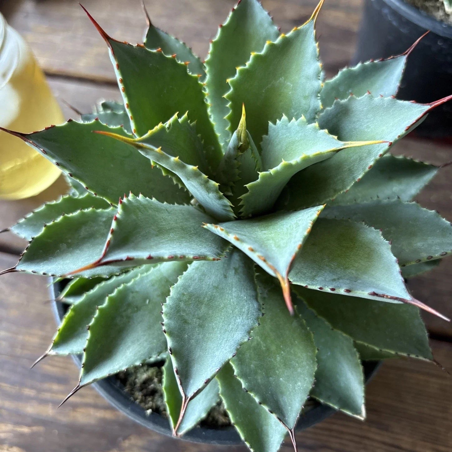 Agave Potatorum Plant, 6" Rooted in 6" Pot, Hardy Succulent, Agave filifera