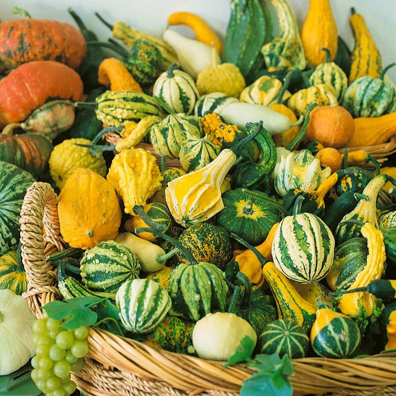 Small Ornamental Gourd Mix Seeds | Autumn Wing Pumpkin Squash | Fall Garden Variety | Cucurbita pepo