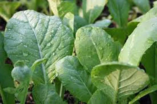 Mustard Greens Seeds, 25+ Heirloom Non-GMO Tendergreen, Green Variety, Brassica juncea