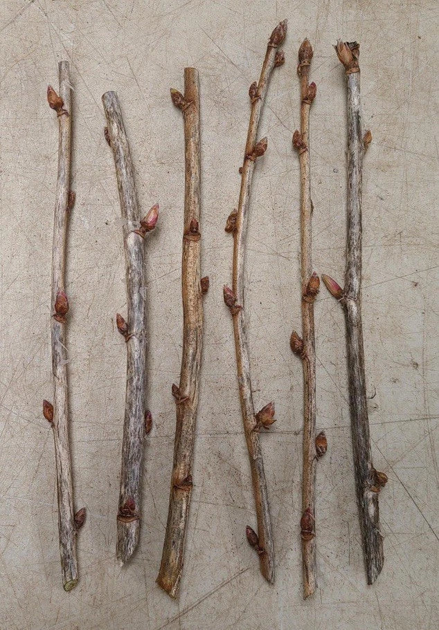 Black Currant Cuttings 8–10 Inches (8 pcs) – Ribes nigrum, Cassis Fruit Bush, Hardy Berry Plant for Propagation