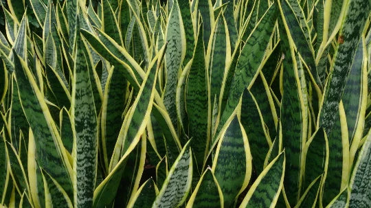 Sansevieria Dracaena Snake Plant - Large Air Purifying Mother-in-Law's Tongue - Indoor Plant for Home Décor