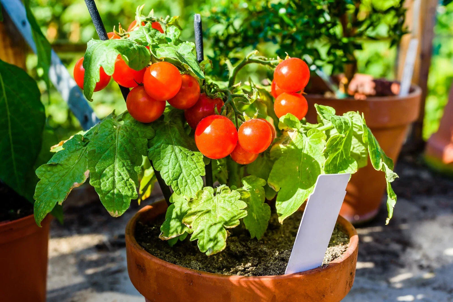 Fastest Tomato Seeds - 42 Day Variety - +25 Seeds - Perfect for Quick Harvests - Ideal for Gardeners