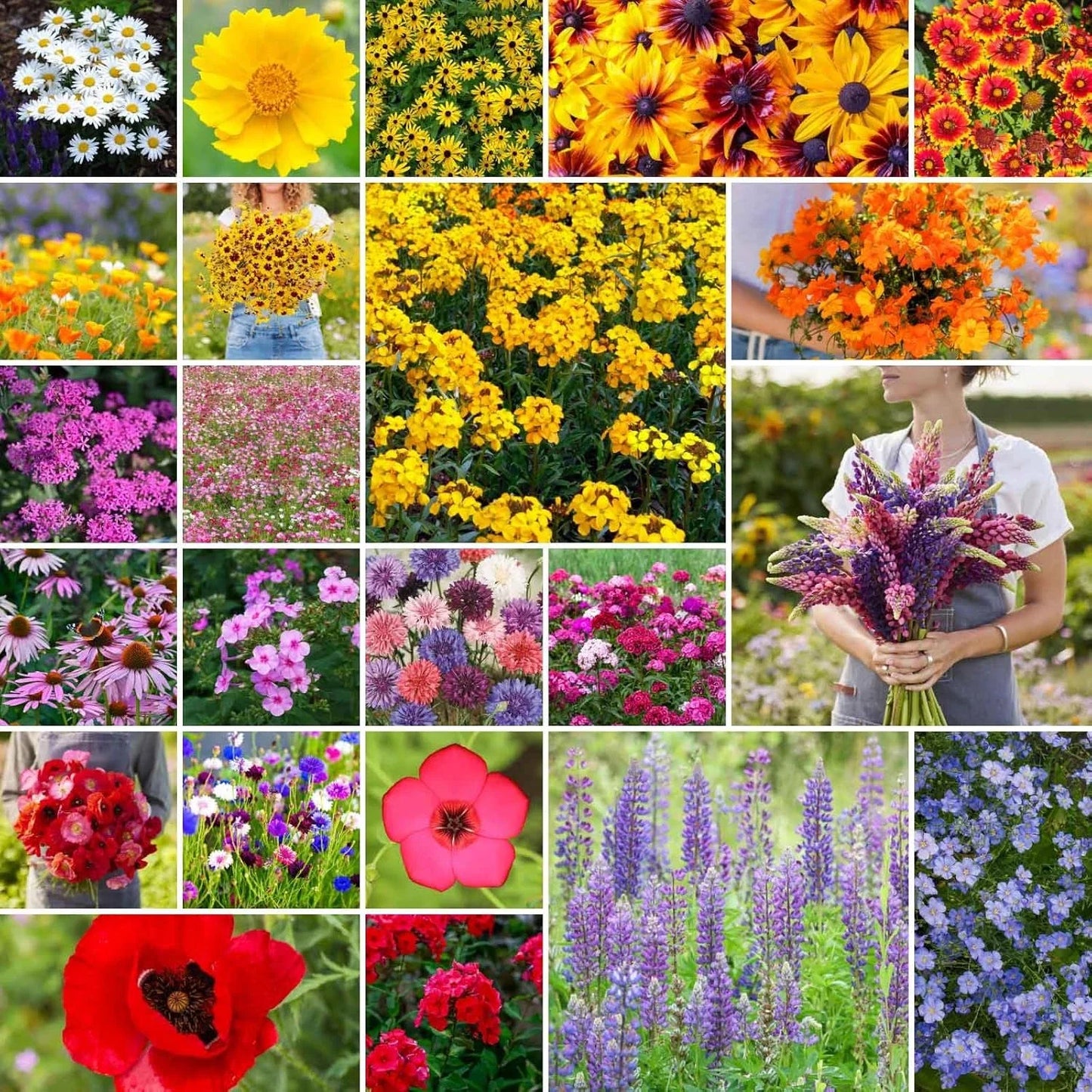 Northeast Wildflower Seed Mix, 1/4 lb, 120,000+ Seeds for Planting, Native Flower Varieties, Eco-Friendly Garden Mix
