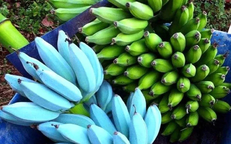 Musa Banana Tree 4” Pot - Ice Cream Blue Java - Live Large Well Rooted Plant - Tropical Indoor/Outdoor Gardening
