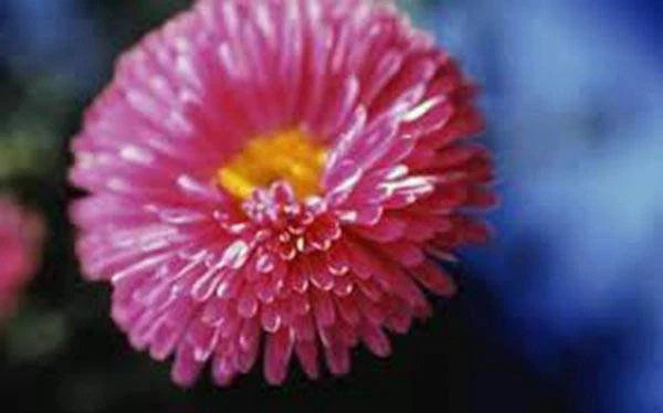Aster Seeds - 25+ Seeds - Rainbow Variety - Bright Vivid Blooms - Perfect for Gardens - Aster spp.