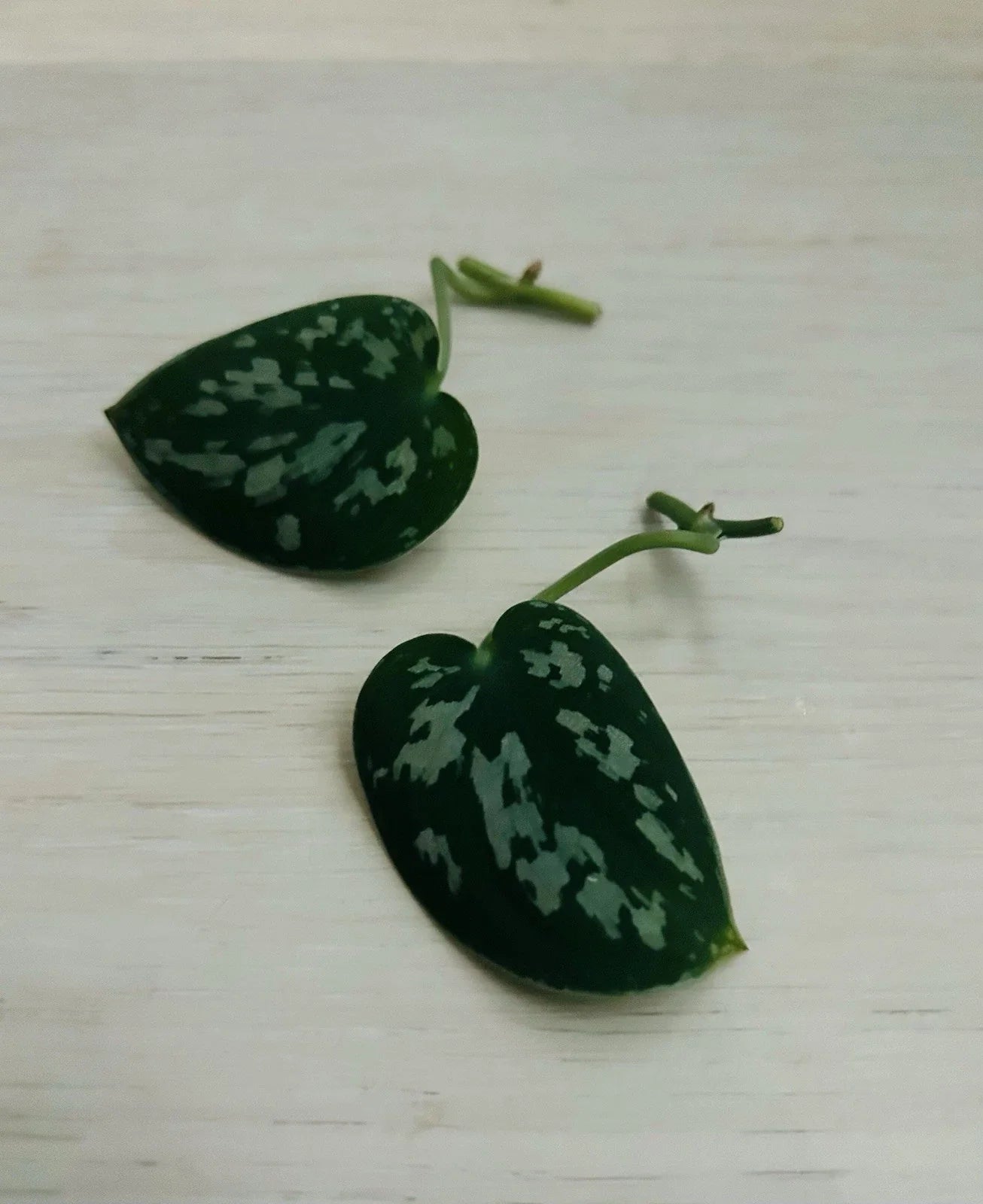 Satin Pothos Cuttings - Rooted Nodes - Live Scindapsus Plant Cuttings for Propagation