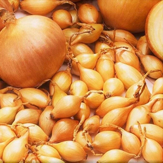 Spanish Globe Onion Sets for Planting - Bulb Variety - Allium cepa - Vegetable Garden Starter Kits