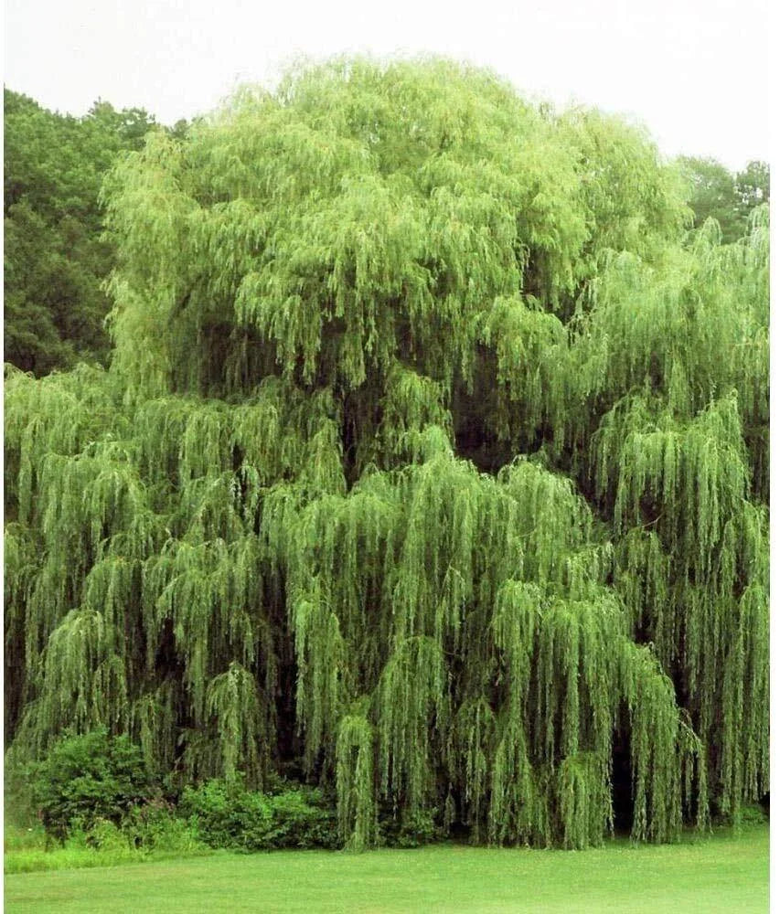 Golden Weeping Willow Trees - 2 Live Plants - Ready to Plant - Beautiful Arching Foliage - Salix babylonica