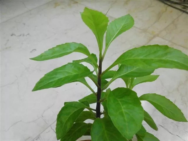 Longevity Spinach Starter Plant - Gynura Procumbens - Nutrient-Rich Green Leaves - Attractive Edible Ground Cover