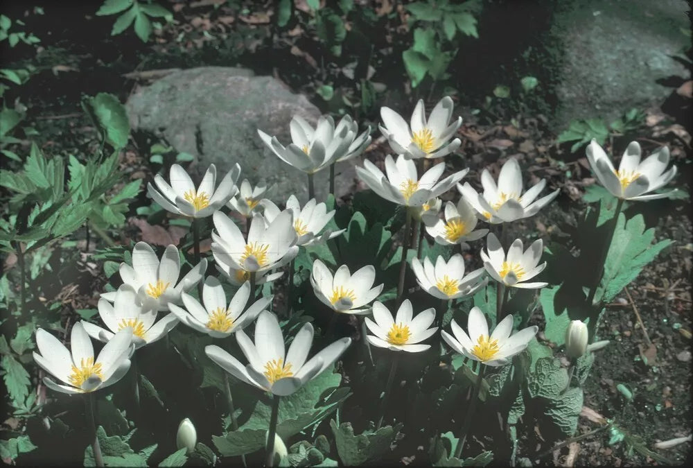 Wild Bloodroot Plant 10-Pack Fresh Red Root Sanguinaria canadensis Appalachian Mountains 2025