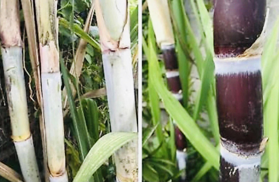Fresh Cut Sugar Cane Sticks - 8 Pack Green or Purple - Non-GMO - Saccharum officinarum