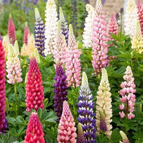 Russell Lupine Seeds | Non-GMO | Colorful Garden Variety | Lupinus polyphyllus | Seed Store
