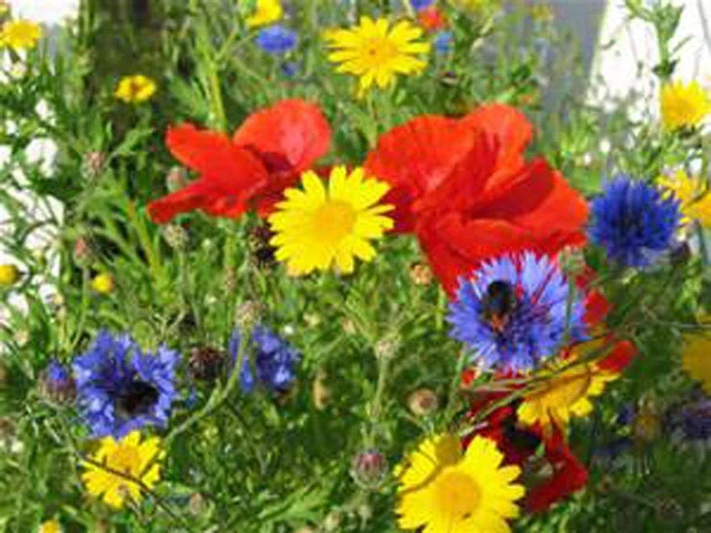 Wildflower Seed Mix 6 oz - Colorful Garden Blend for Borders - Native Wildflowers Mix