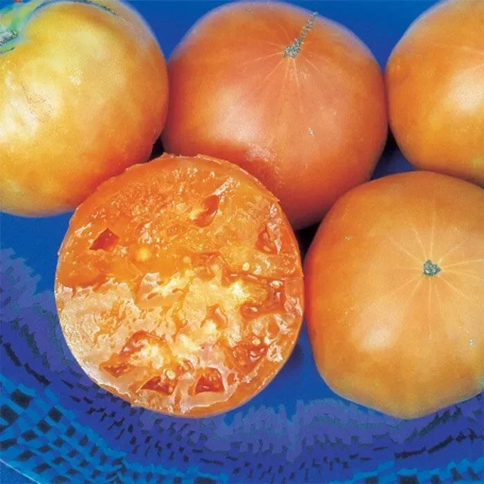 Kellogg's Breakfast Tomato Seeds - Heirloom Organic Non-GMO - 10+ Rare Seeds - Solanum lycopersicum
