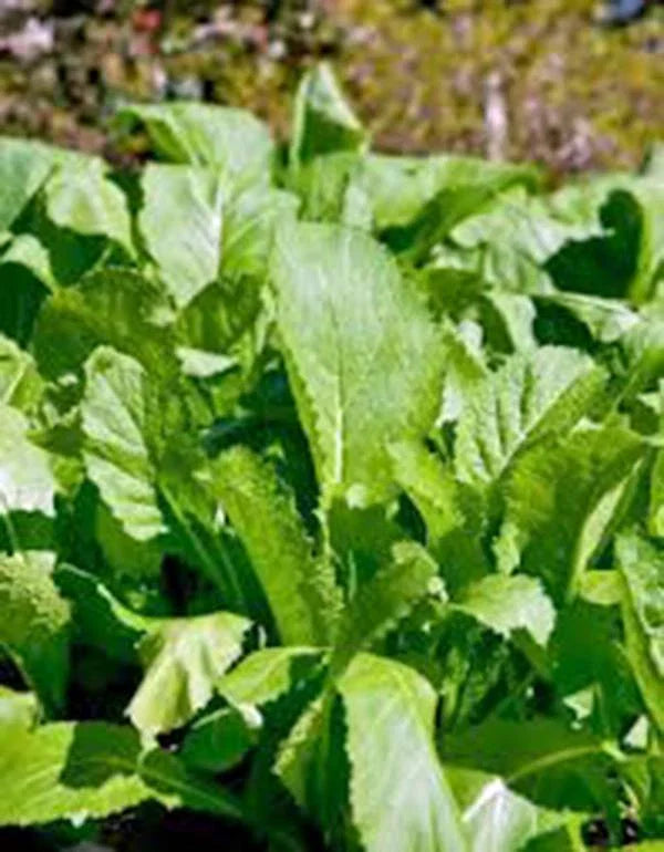 Mustard Greens Seeds - Heirloom Old Fashioned Green, Non-GMO, 100 Seeds - Brassica juncea