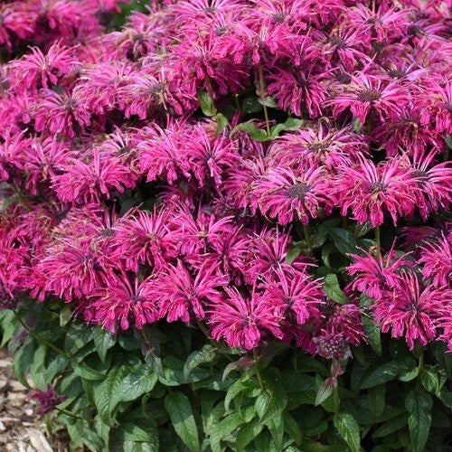 Razzleberry Bee Balm Seeds - 100 Pack - Blooming Hummingbird Flower Seeds - Monarda didyma