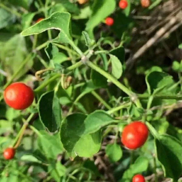 Chiltepin Pepper Seeds | Birds Eye Pepper Variety | Capsicum annuum | Free Shipping