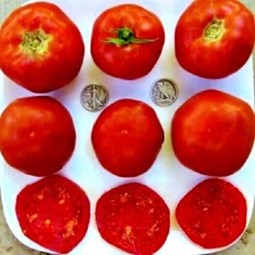 Mule Team Seeds - 25 Fresh Seeds - Delicious Variety - 2023 Harvest - Heirloom Vegetable Seeds