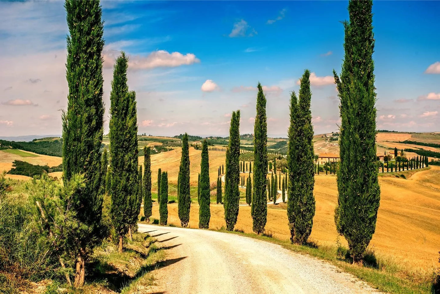 Italian Cypress Seeds for Planting - 100 Count - Exotic Evergreen Tree Seeds (Cupressus sempervirens)