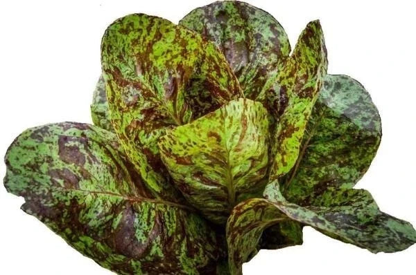 Freckles Romaine Lettuce Seeds - 500+ Heirloom Organic Non-GMO - Lactuca sativa